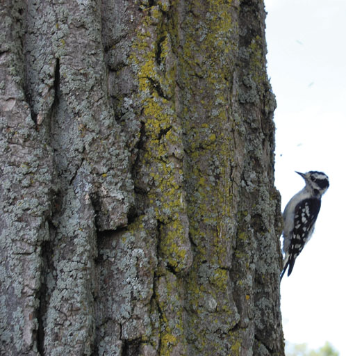Tap artist: A Downy woodpecker spotted in Lachine this summer.