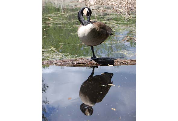 Canada geese have the potential to become  emotionally attached to humans who care for them. (Photo by Hayley Juhl)