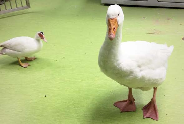 SPCA rescues Sydney, a goose and Eclipse, a duck, bound for a sanctuary. Other rescues include rabbits, turtles and aquatic birds.